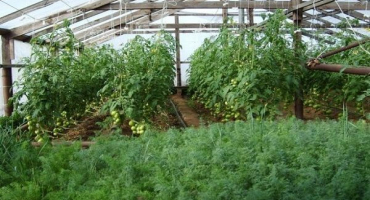 Jak správně pěstovat a pečovat o kopr ve skleníku v zimě